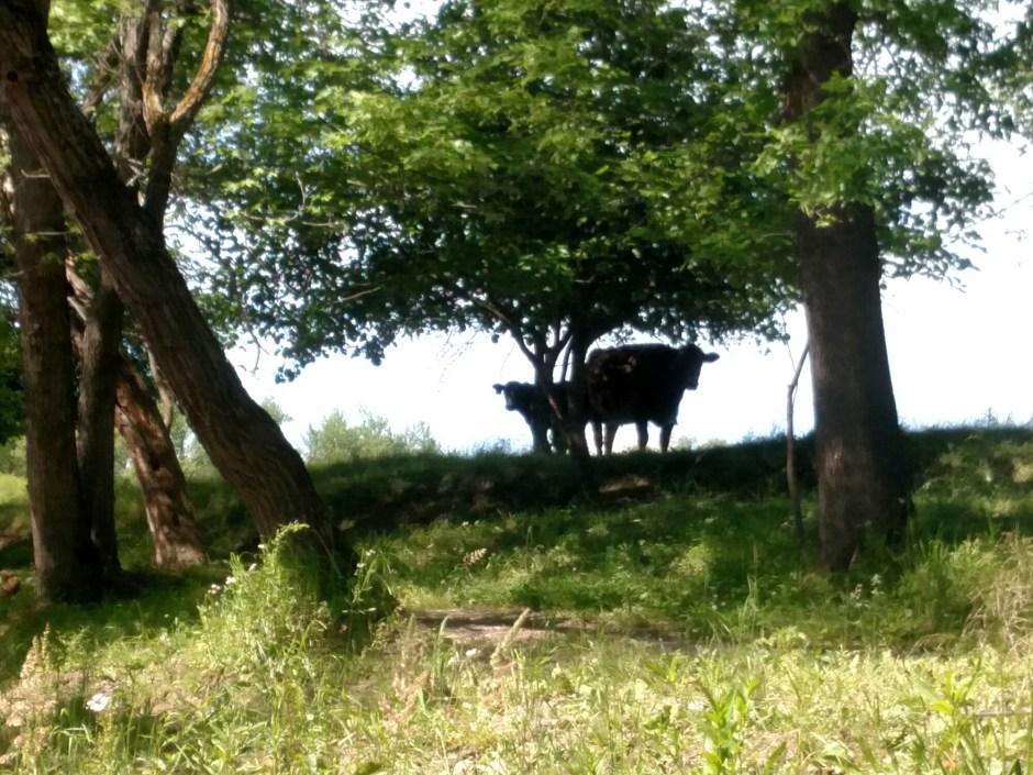 wp-1466806792355 image